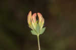 Bird's-foot trefoil